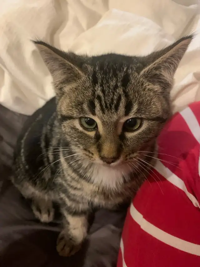 Ring in the new year with a new fuzzy friend