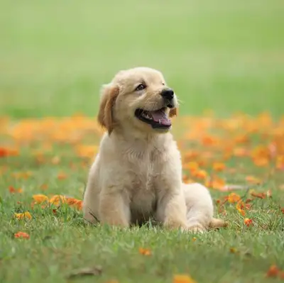 Dependable Dog & House Sitting Services – Newmarket Area Looking for a reliable and caring dog sitte...
