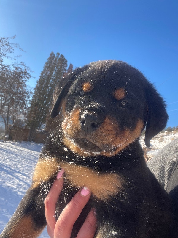 FRMALE GERMAN ROTTWEILER PUPPIES Dogs & Puppies for Rehoming