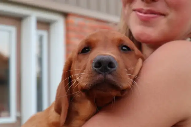 CKC Fox Red Labrador Retrievers (OFA Tested) in Dogs & Puppies for Rehoming in Norfolk County - Image 9