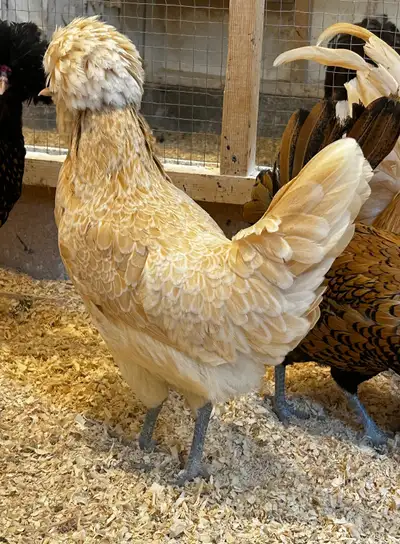 Poussins de poule Polonaise buff à vendre, View more