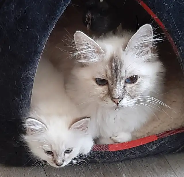 RARE - Amazing Reg&#x27;d Lynx Point  BIRMAN  Kittens