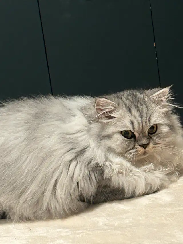 Chaton persans chinchilla à vendre !!! in Cats & Kittens for Rehoming in Laval / North Shore - Image 9