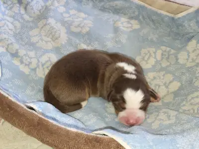 Chiots berger australien males, View more