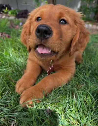 Red Golden Retriever puppy Sophie, View more