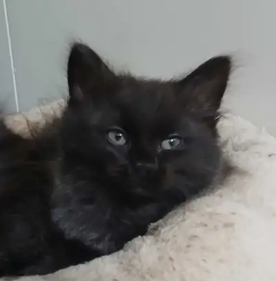Purebred Cherubim ragdoll kittens, View more