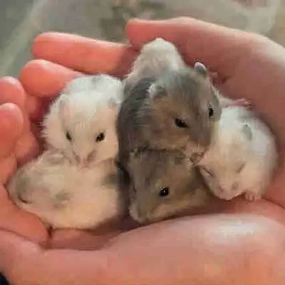 Social ❤️ Sweet Baby Dwarf Hamsters (winter white pups), View more