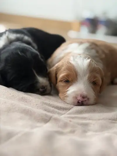 Aussiedoodle puppies, View more