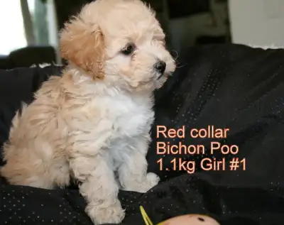 ******ONLY ONE BABY GIRL and 1 boy LEFT!!!****** Lovely Peachy, Creamy, Apricot toned, Bichon Frise/...