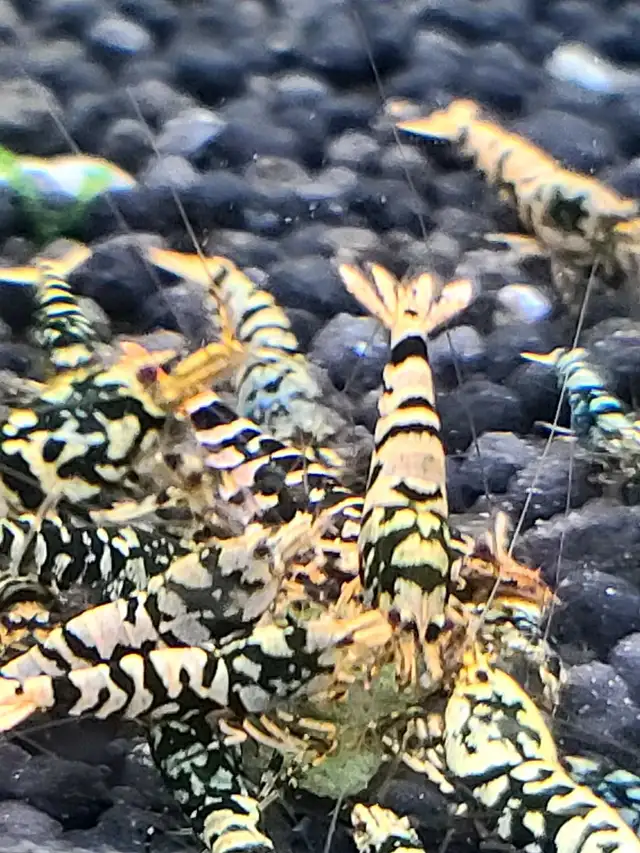 High Quality Caridina Shrimps in Fish for Rehoming in Ottawa - Image 9