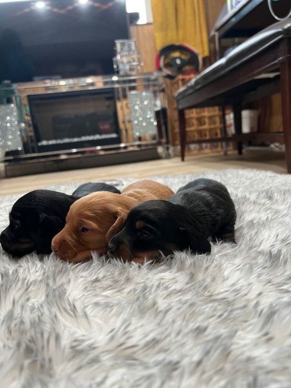 Miniature Long Hair Dachshund Puppies Perfect Christmas Gift Dogs
