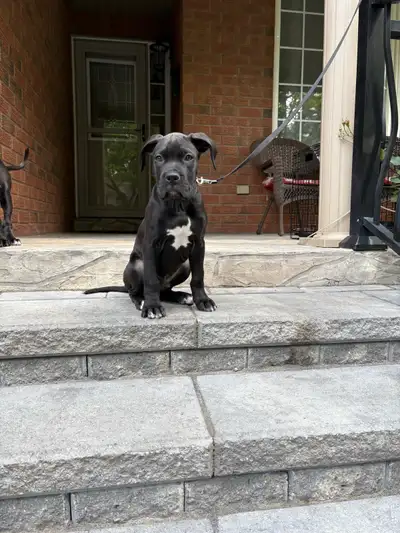 *Only 1 Male available!!* Hercules is one of the males from our 10 puppy litter. He is very well soc...