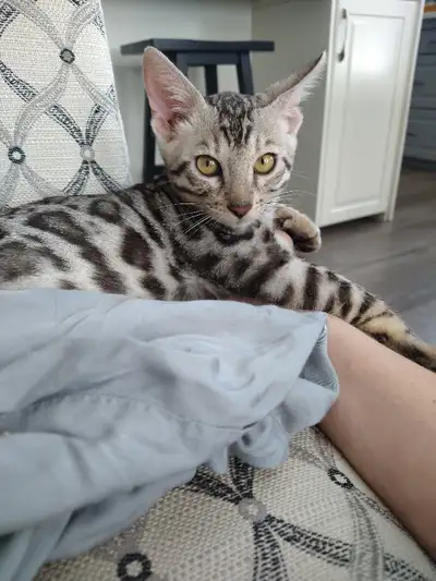 Magnifique chaton Bengal vermifugé à vendre 650$ ferme. Nous donnons aussi son bac à litière neuf (o...