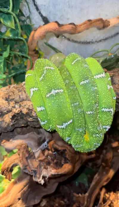 Emerald tree boa(captive male), View more