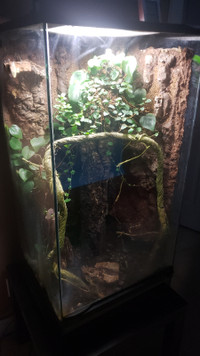 Water Fall Terrarium and Gecko