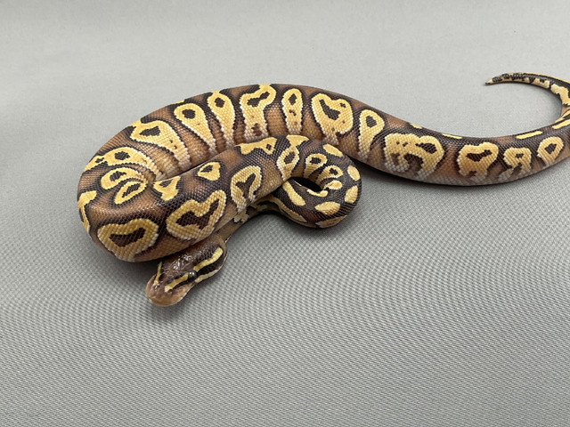 MUST GO! Male-Super Pastel Mojave Het Clown in Reptiles & Amphibians for Rehoming in Kelowna - Image 2