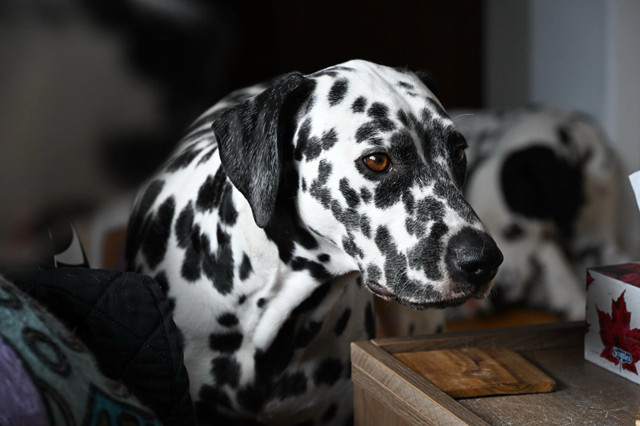 Dalmatian puppies expected May in Dogs & Puppies for Rehoming in Mississauga / Peel Region - Image 4