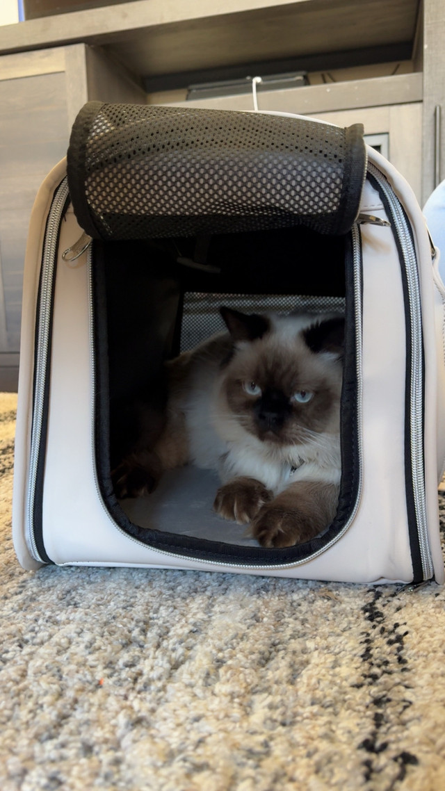 10 month old Himalayan in Cats & Kittens for Rehoming in Saint John - Image 3