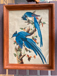 Vintage 1950s Audubon Columbia Jay Paint by Number (PBN)