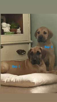  Great Dane Pups (2 male)