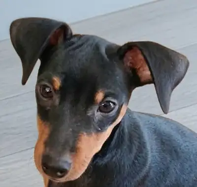 Mini pinscher (pin) puppies, View more
