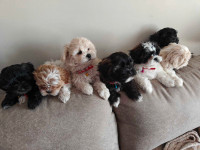 Shih Tzu Poodle Puppies 
