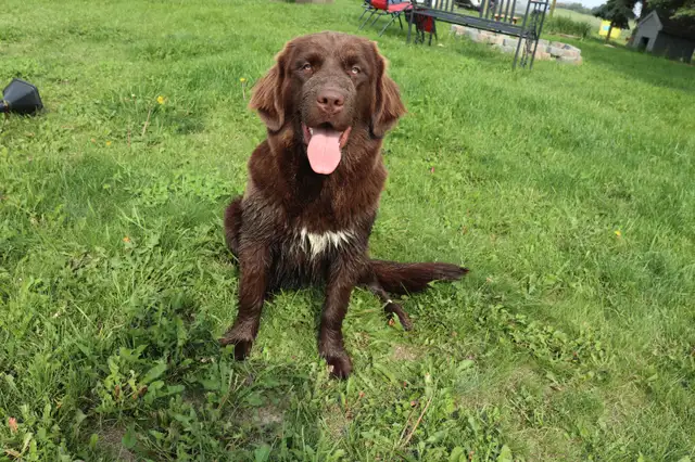 LAST PUPPY Beautiful Purebred Newfoundland in Dogs & Puppies for Rehoming in Red Deer - Image 7