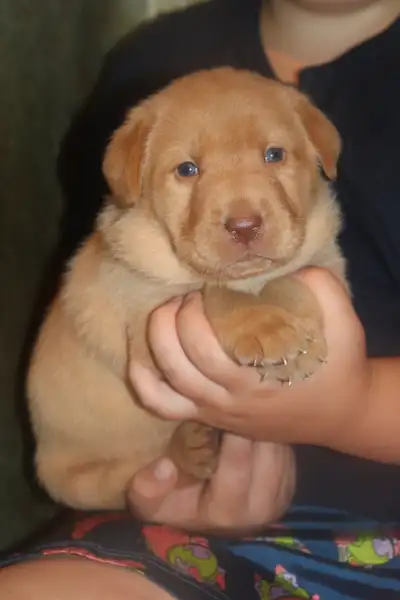 LABRADOR+BIG, BOLD, & BEAUTIFUL+ LITTLE POLAR BEAR CUBS, View more