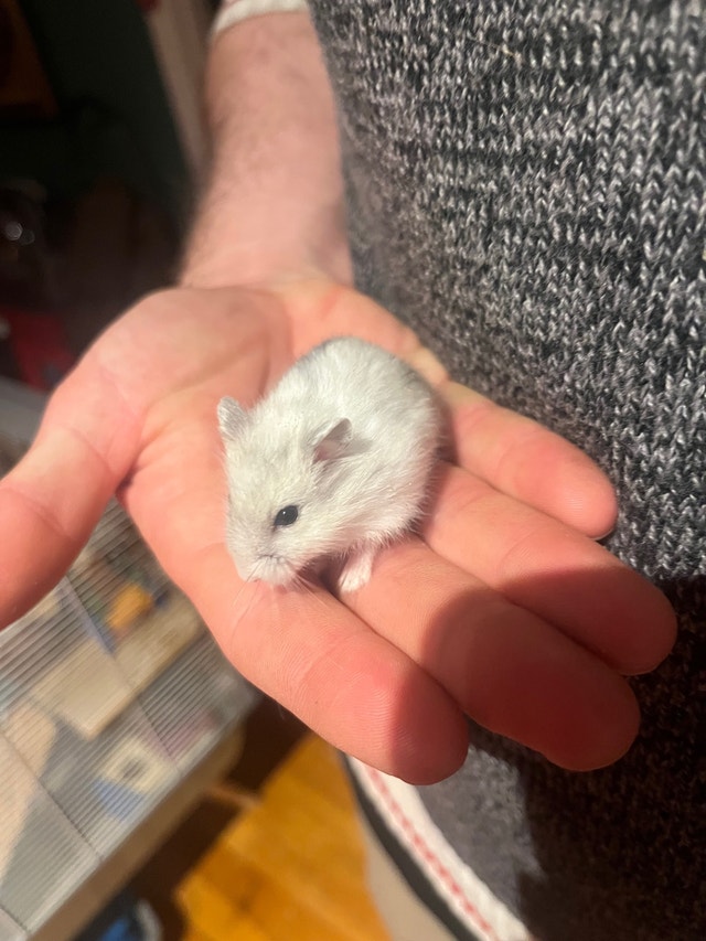 Hamster Winter White Petits animaux à adopter Ville de Montréal