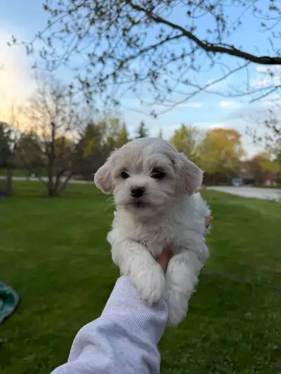 Toy Maltichon (Maltese Bichon) Puppies Ready, View more