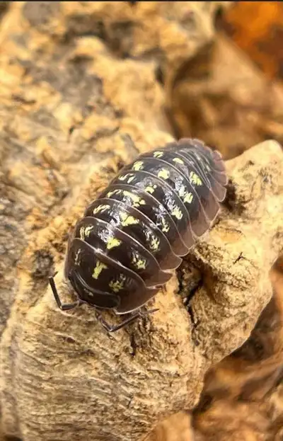 Armadillidium Depressum Isopods, View more