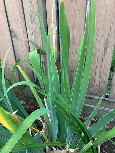 Yellow iris perennial plant for sale, View more
