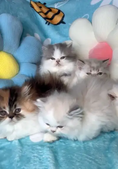Only 1 Left!  Persian Kittens ready for their forever home, View more