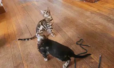 Bengal Kittens, View more