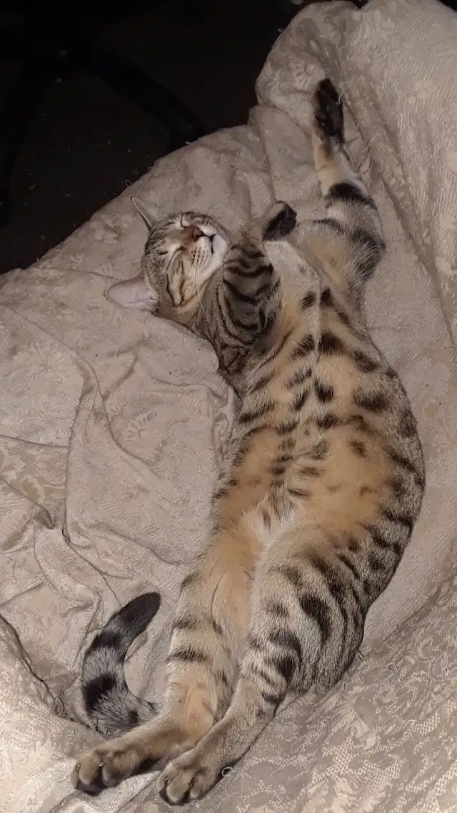 chaton bengal pure race parent sur place in Cats & Kittens for Rehoming in Trois-Rivières - Image 5