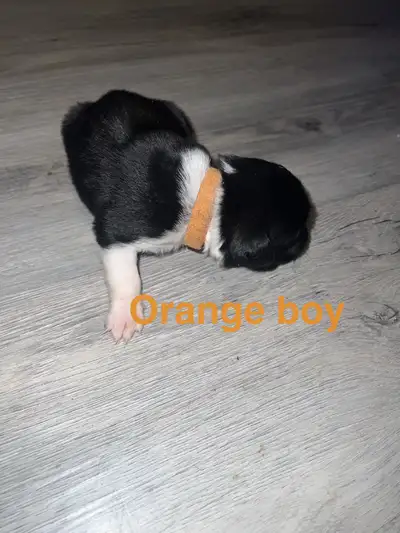 Dogs for sale, View more