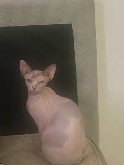 chat sphynx, Voir plus