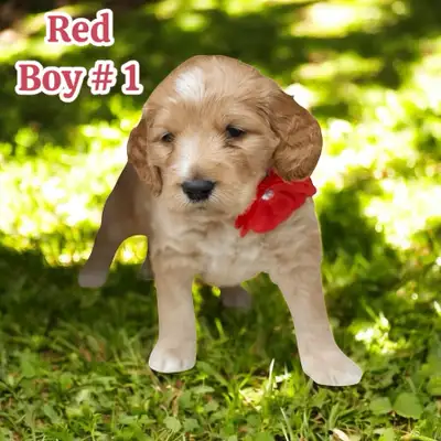 Golden Cockapoo Retriever Puppies for Sale – Ready to pick - June 14, 2025 Born: April 19, 2025 We h...