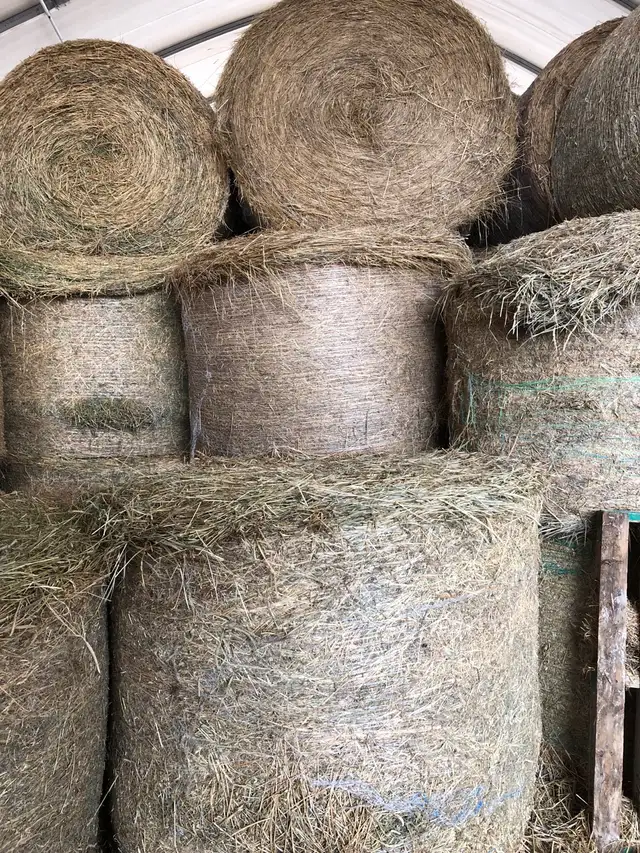 hay 4x5 round in Livestock in Hamilton - Image 2