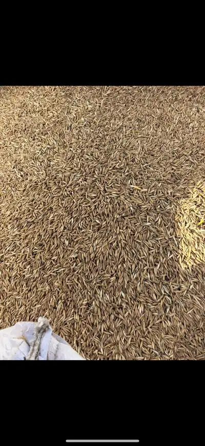 Brown Oats, View more