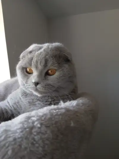 Scottish blue fold male cat, 1 year old, with full breeding rights. For some personal reasons I have...