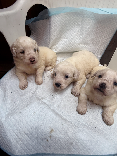 Bichonpoo Puppies Looking for Loving Forever Homes ❤️, View more