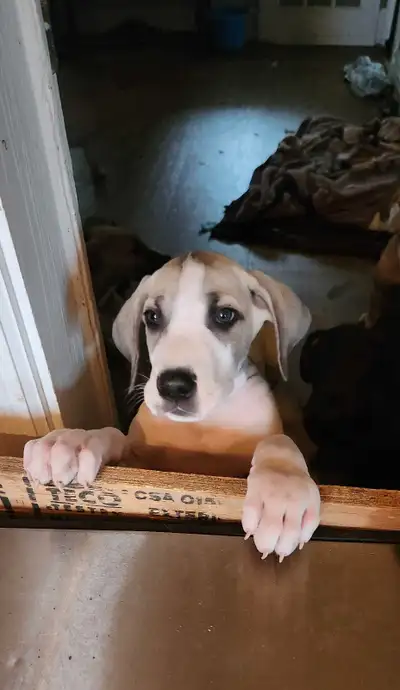 Great Dane puppies, View more