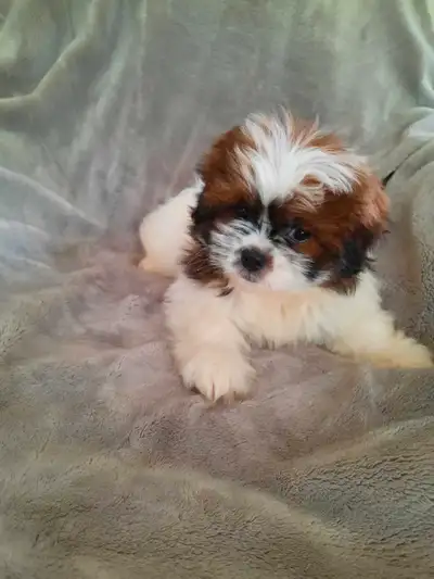 Adorable Shih Tzu puppy - boy. He is ready for rehoming. Date of birth is April 3/2025, he got 1st V...
