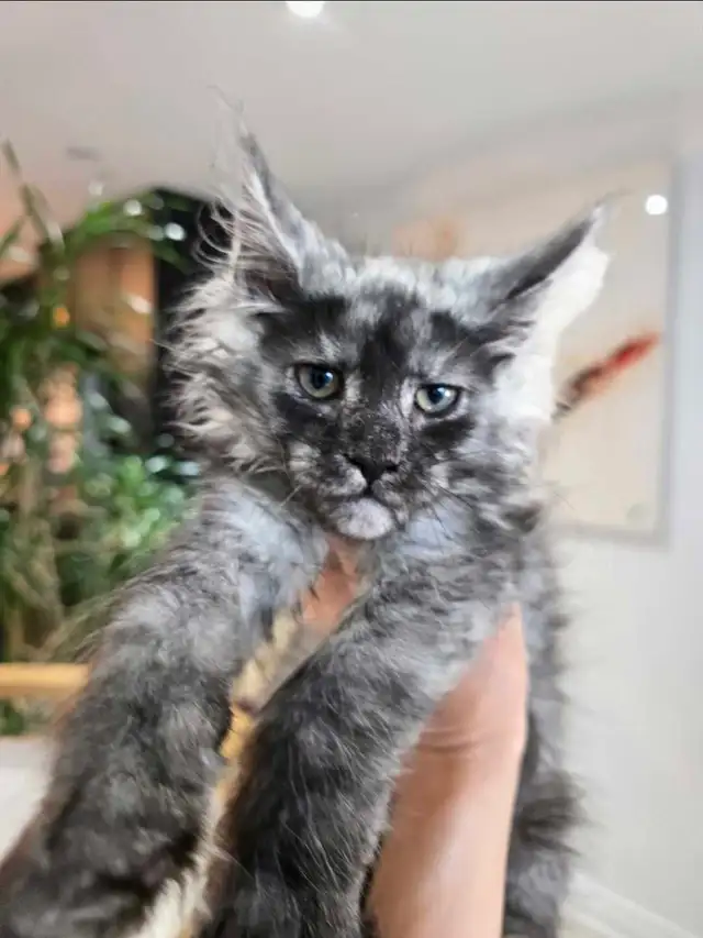 Blue & Black Smoke MAINE COON in Cats & Kittens for Rehoming in Oakville / Halton Region - Image 6