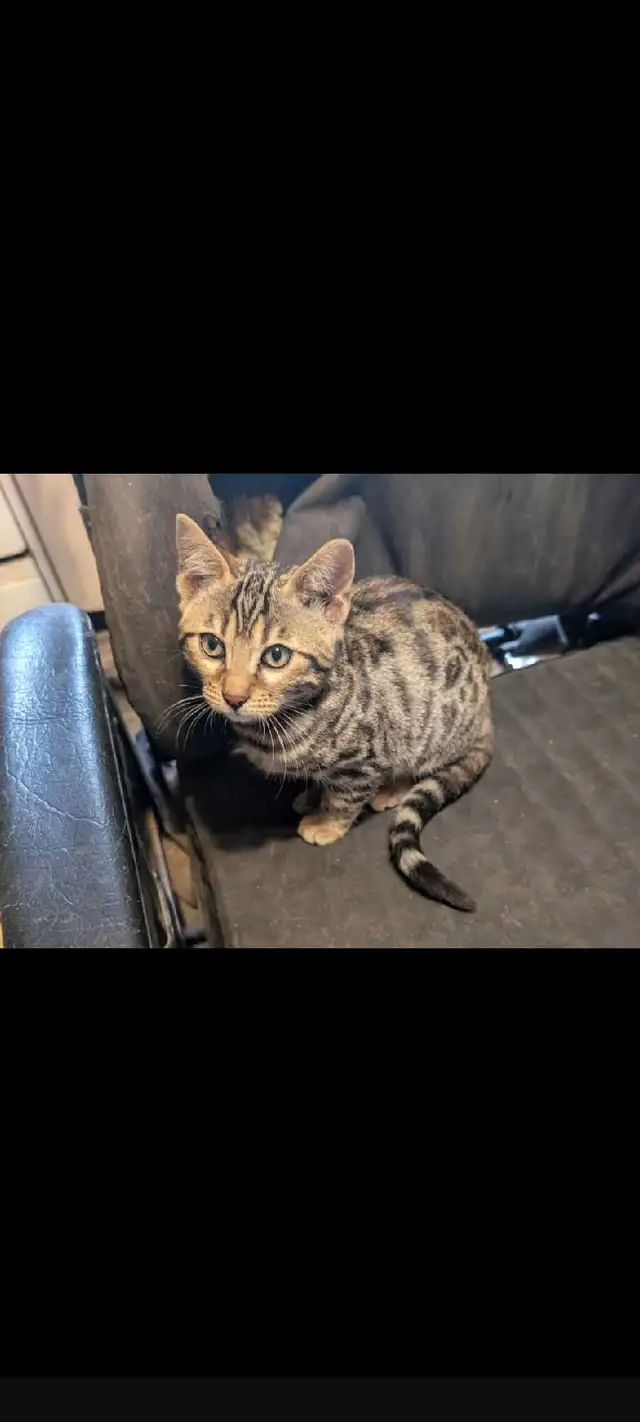 Bengal kittens in Cats & Kittens for Rehoming in North Bay - Image 2