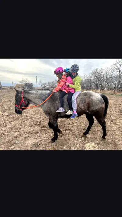 companion horse, View more