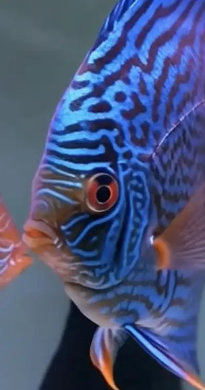 Blue snakeskin discus , View more