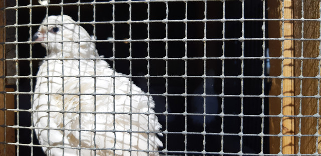 White bobwhite and Mexican Speckled in Livestock in Ottawa - Image 2