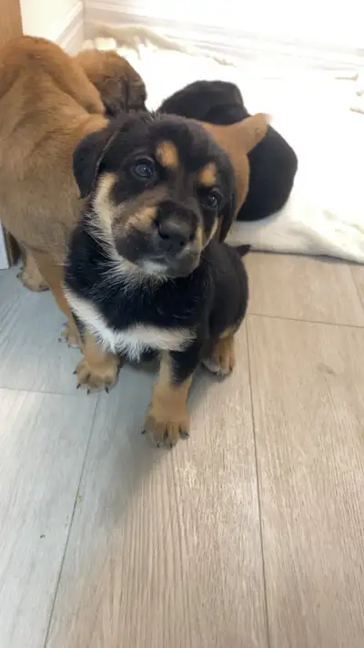 yellow lab, king shepherd, Italian bull mastiff mix puppies, View more